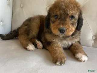 Bernedoodle dogs Rosie ❤️ Red sable tri color Bernedoodle - Ad 5
