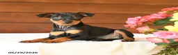 Miniature Pinscher dogs for sale: Casper - Ad 3