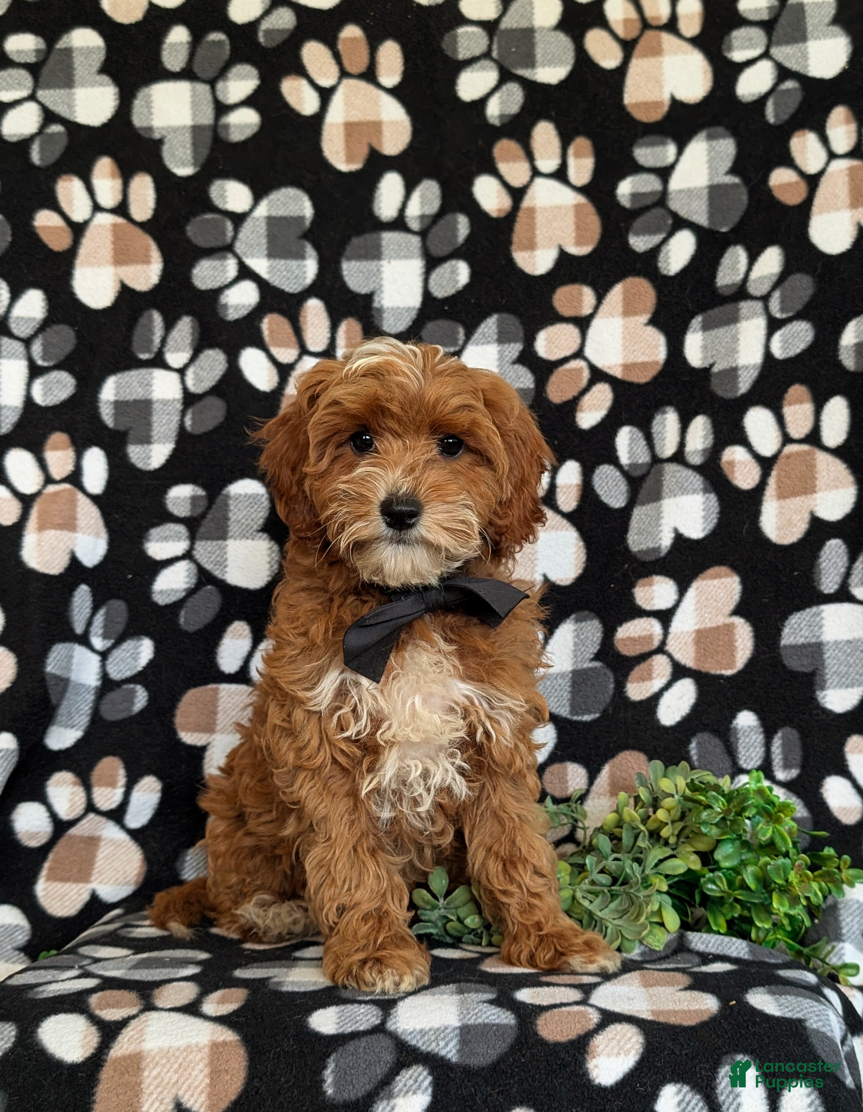 Cavapoo dogs Christoffer - Ad 1