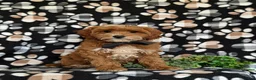 Cavapoo dogs for sale: Christoffer - Ad 1