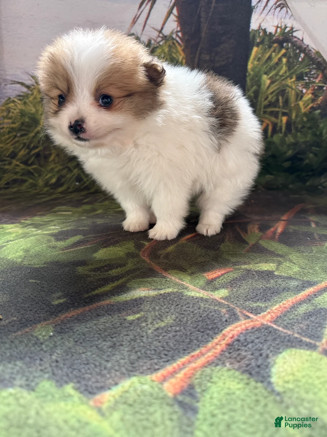 Pomeranian dogs for sale: Caleb - Ad 14