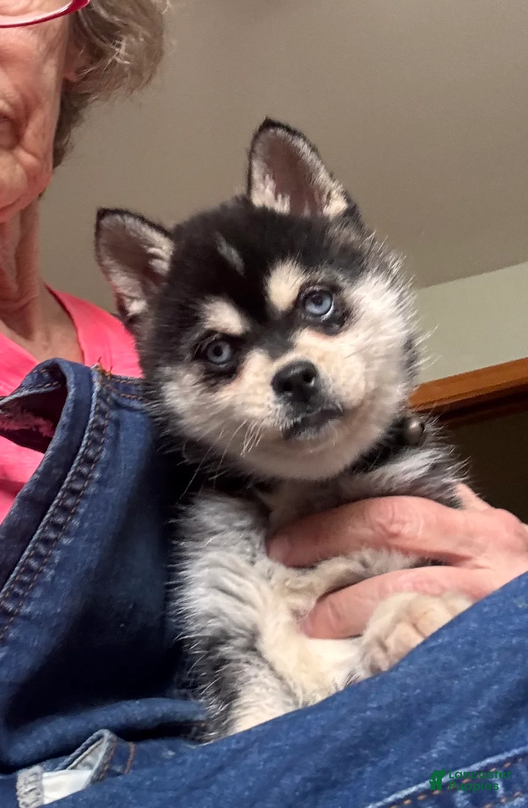 Alaskan Klee Kai dogs for sale:  Puppy 3 - Ad 2