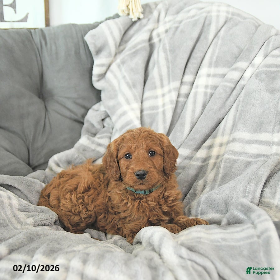 Mini Goldendoodle dogs Romeo - Ad 2