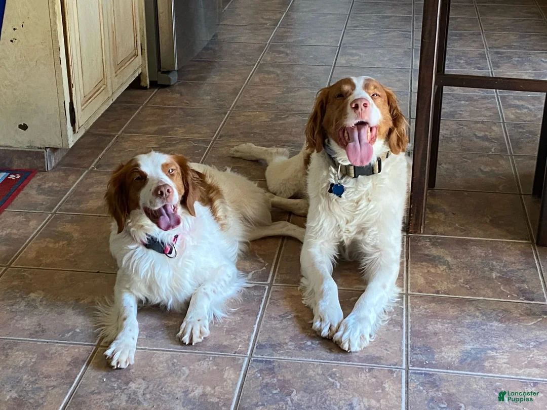 Gallery Image {{count}}