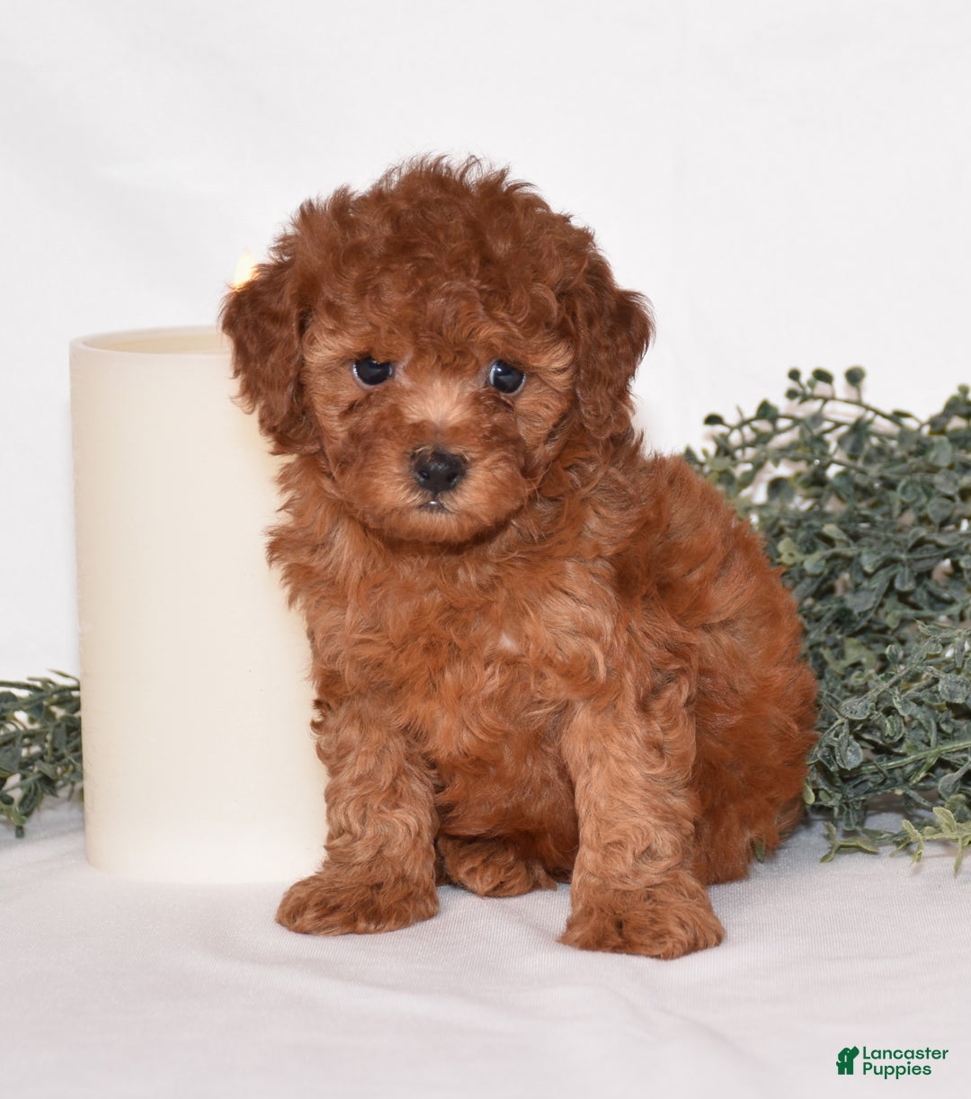 Toy Poodle dogs for sale: Dakota - Ad 2