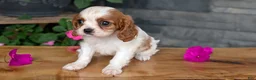 Cavalier King Charles Spaniel dogs for sale: Ruby - Ad 6