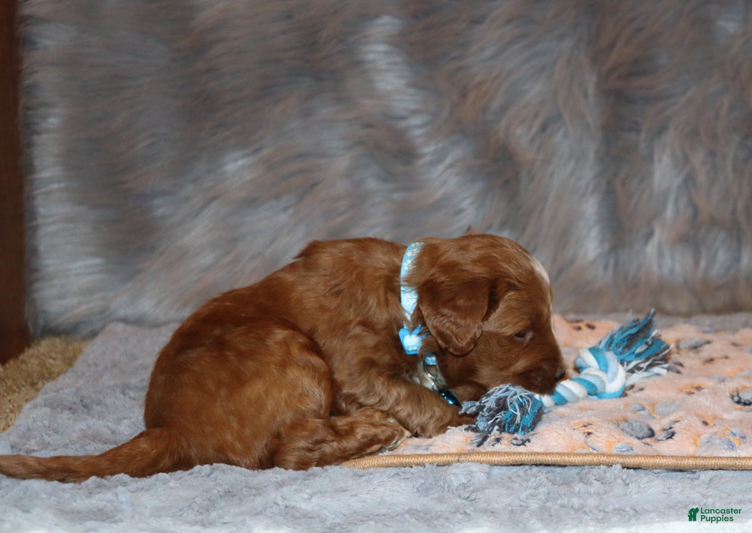 Mini Goldendoodle dogs for sale: Waylon 💙👨‍👨‍👧‍👦💞🐕 - Ad 17