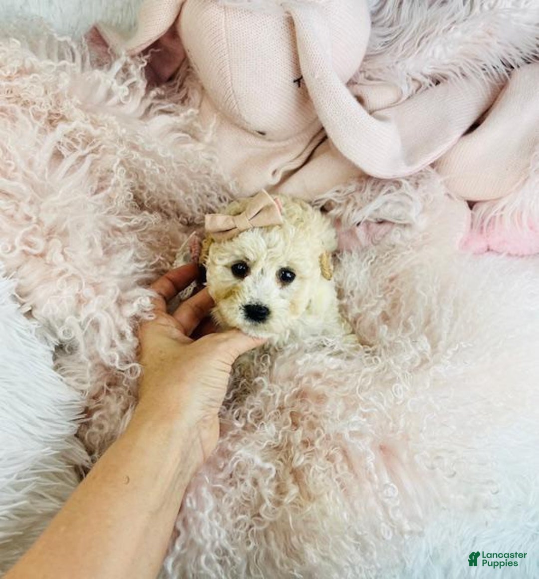 Cavapoo dogs for sale: Cavapoo Puppy 1 - Ad 4