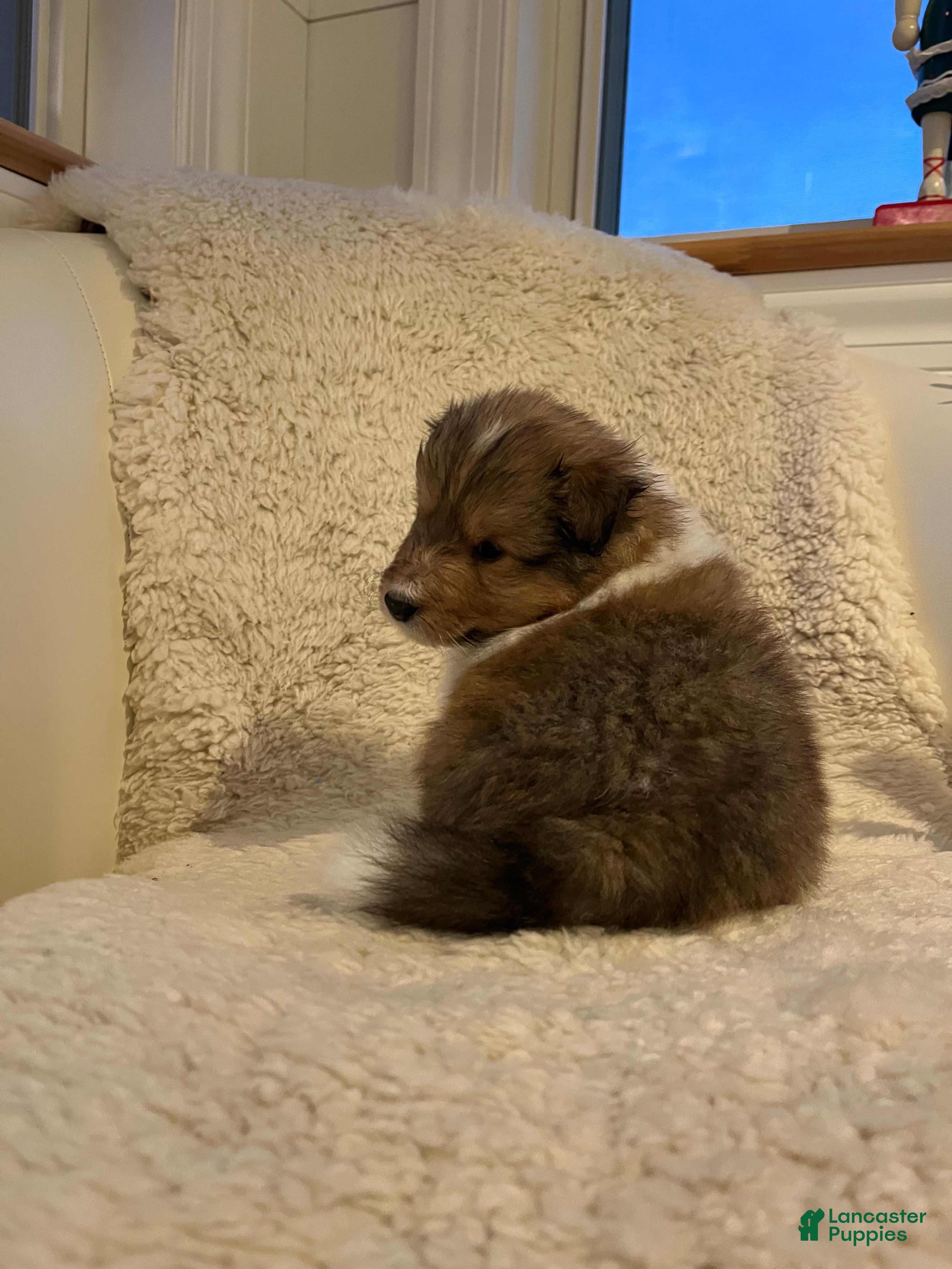 Shetland Sheepdog dogs Shetland Sheepdog Puppy 3 - Ad 26