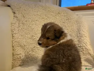 Shetland Sheepdog dogs Shetland Sheepdog Puppy 3 - Ad 8