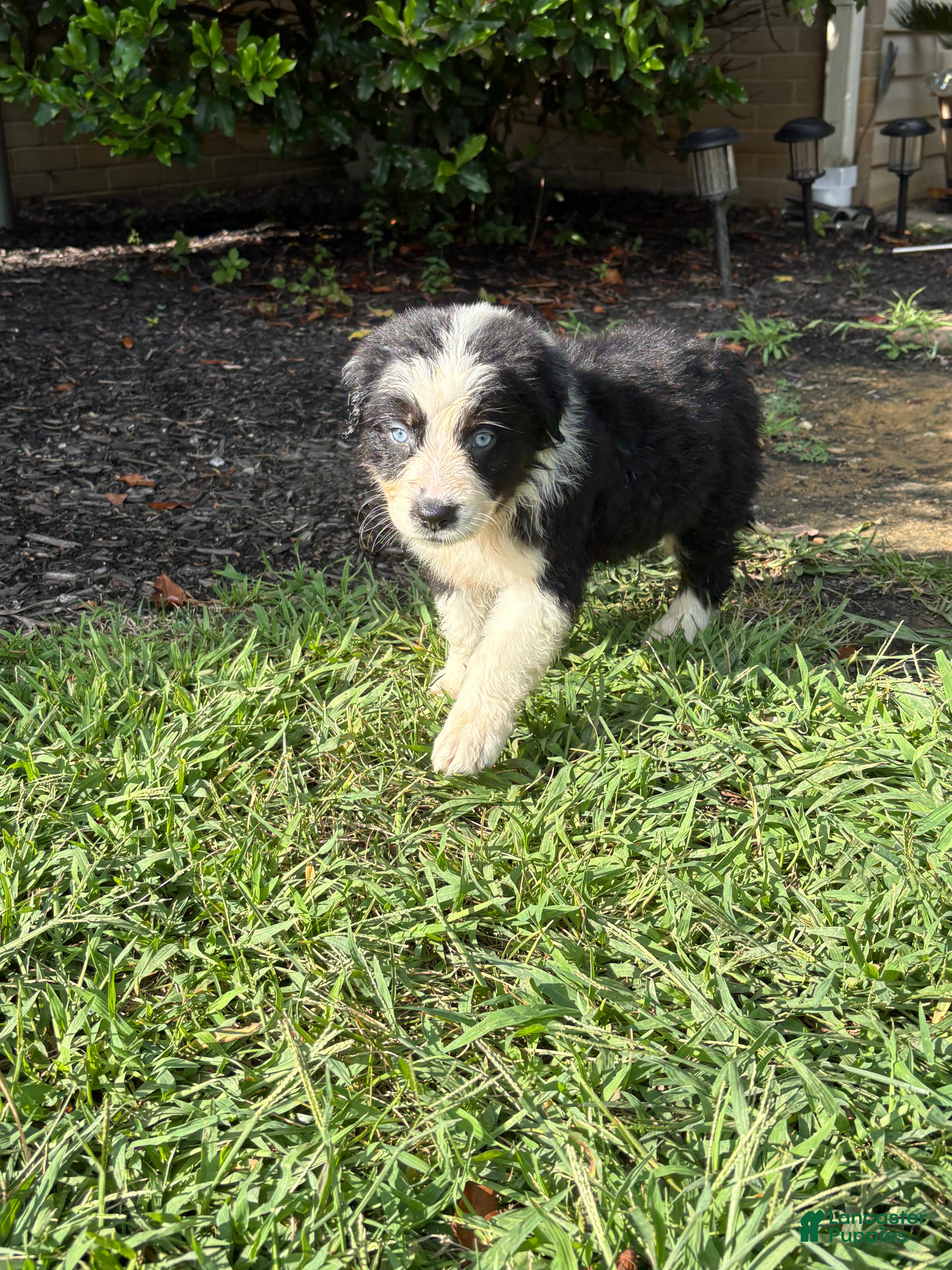 Australian Shepherd dogs Black and white boy - Ad 14