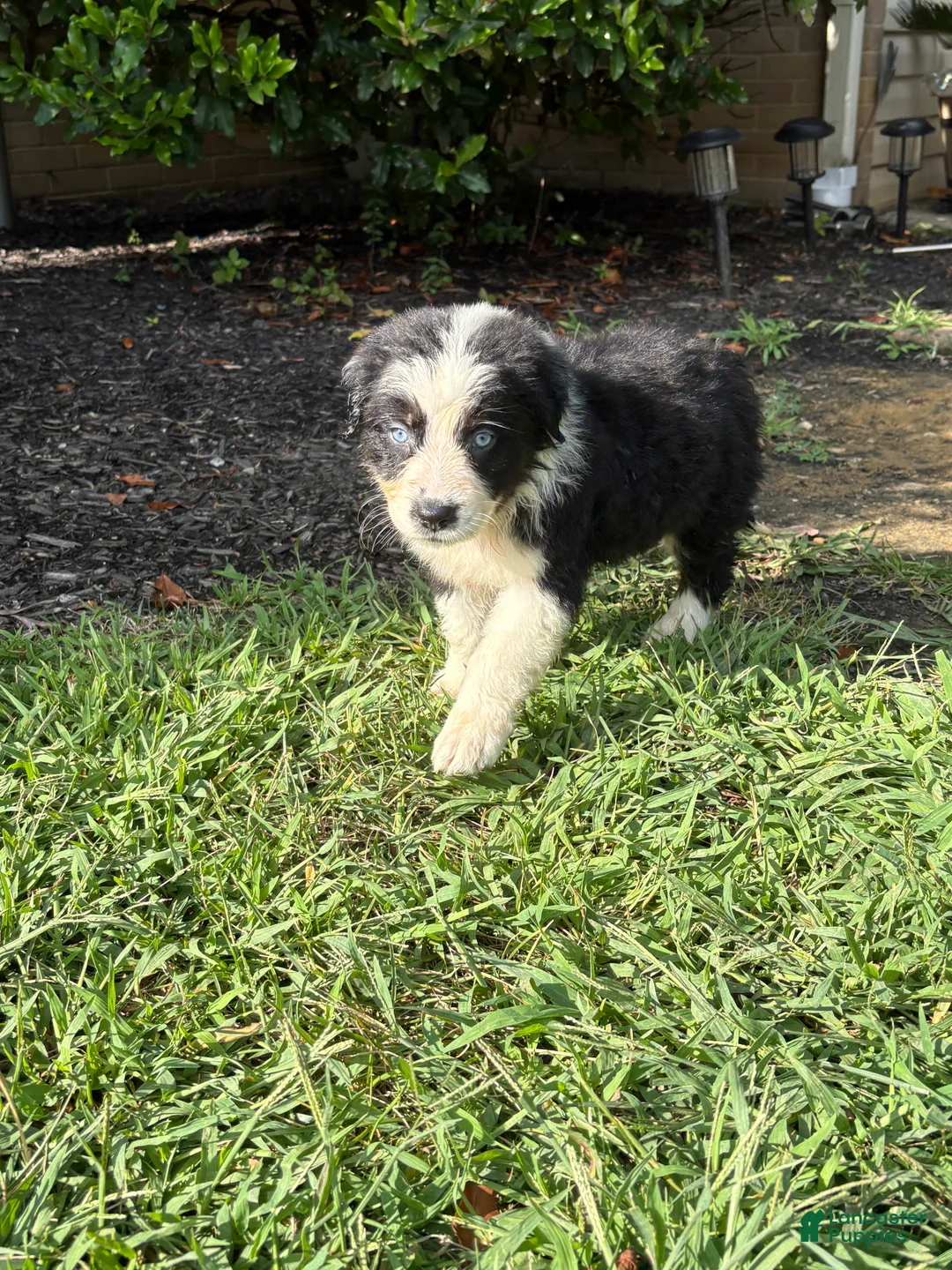 Australian Shepherd dogs for sale: Black and white boy - Ad 1