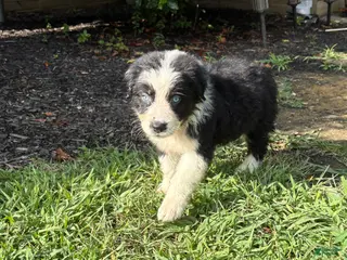 Australian Shepherd dogs Black and white boy - Ad 20