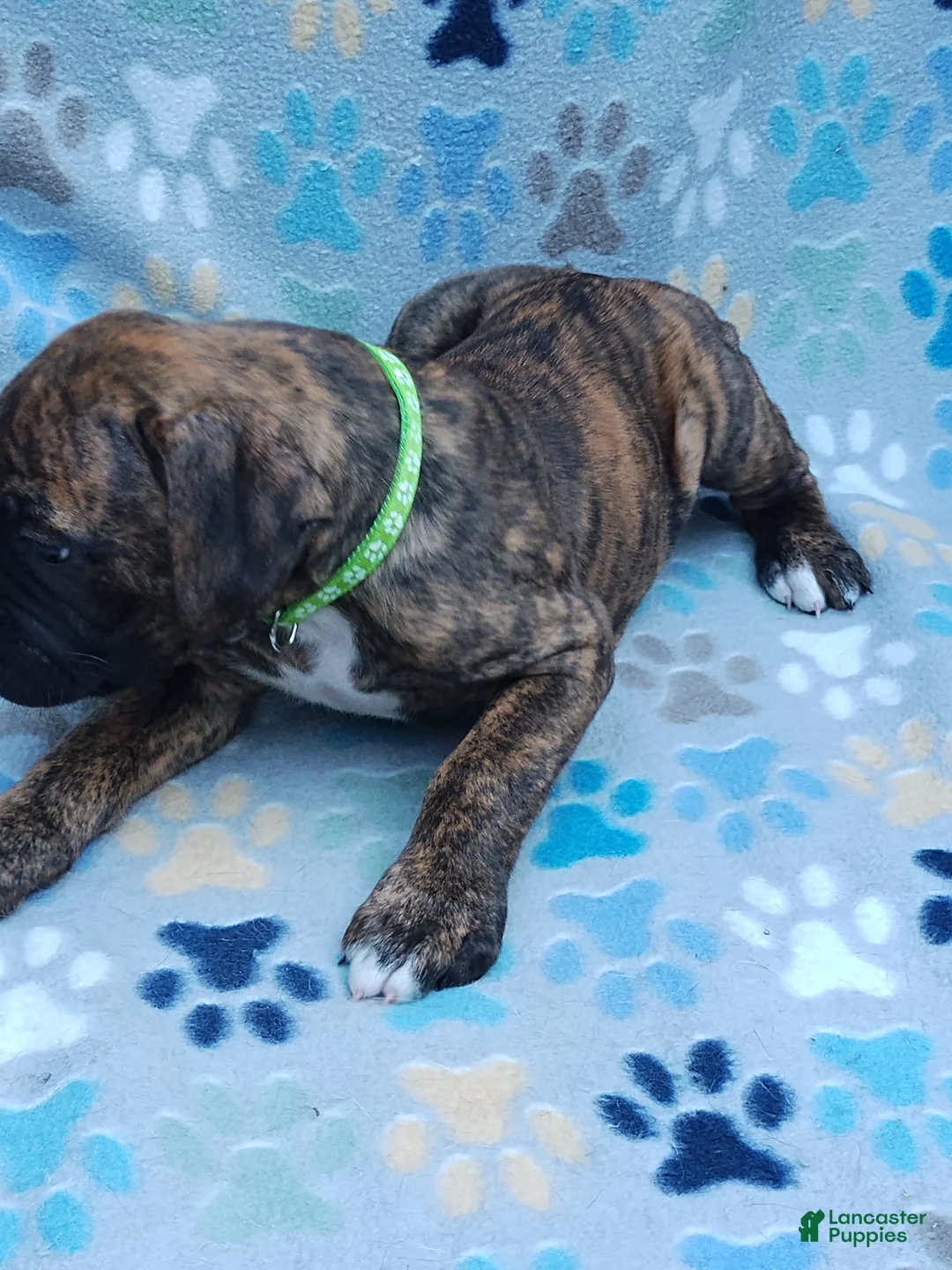 Boxer dogs for sale: Boxer Puppy 2 - Ad 2