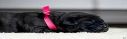Cane Corso dogs for sale: Black Velvet Abyss Midnight Orchid - Ad 4
