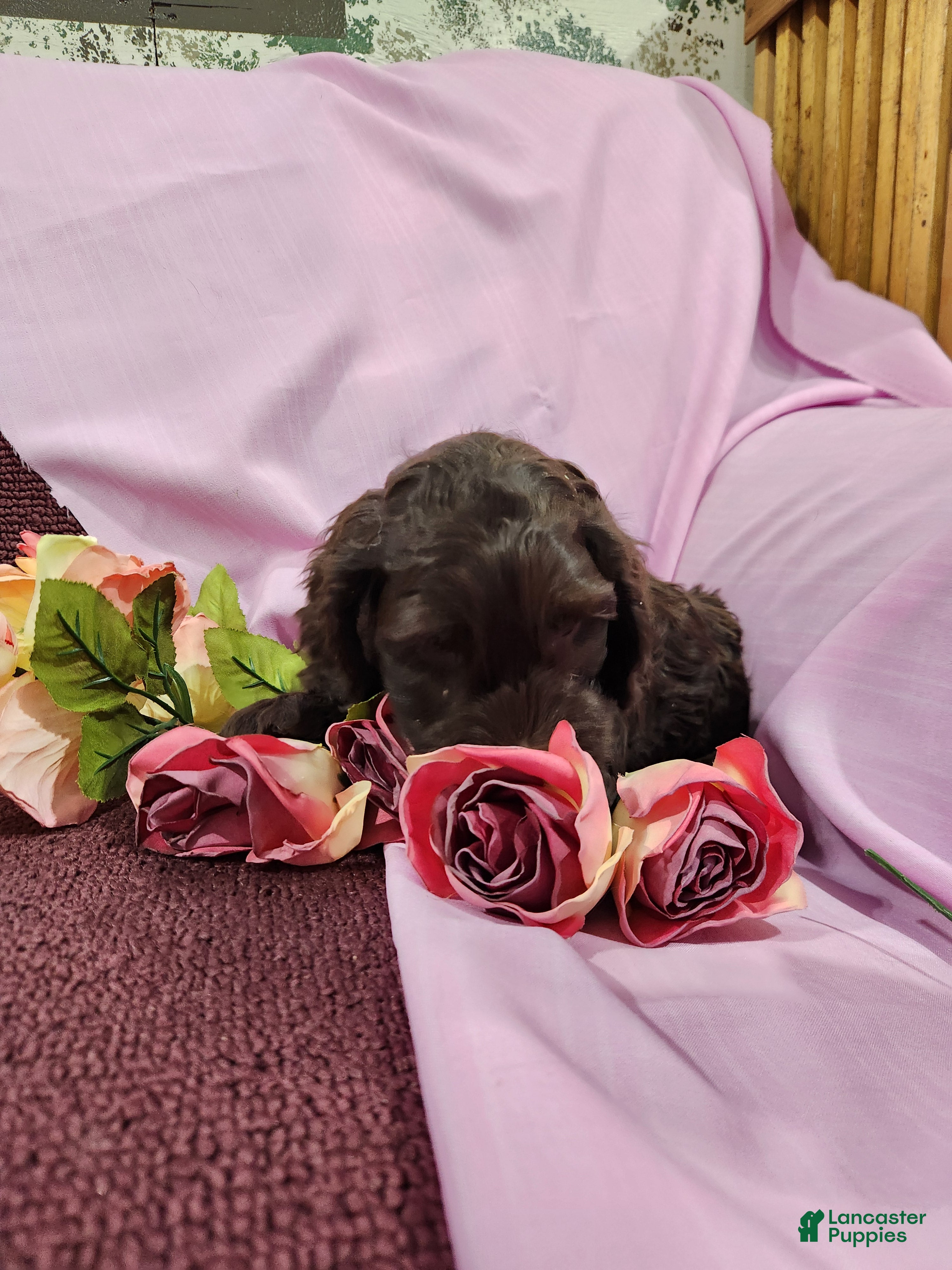 Mixed Breed dogs Lana - Ad 2