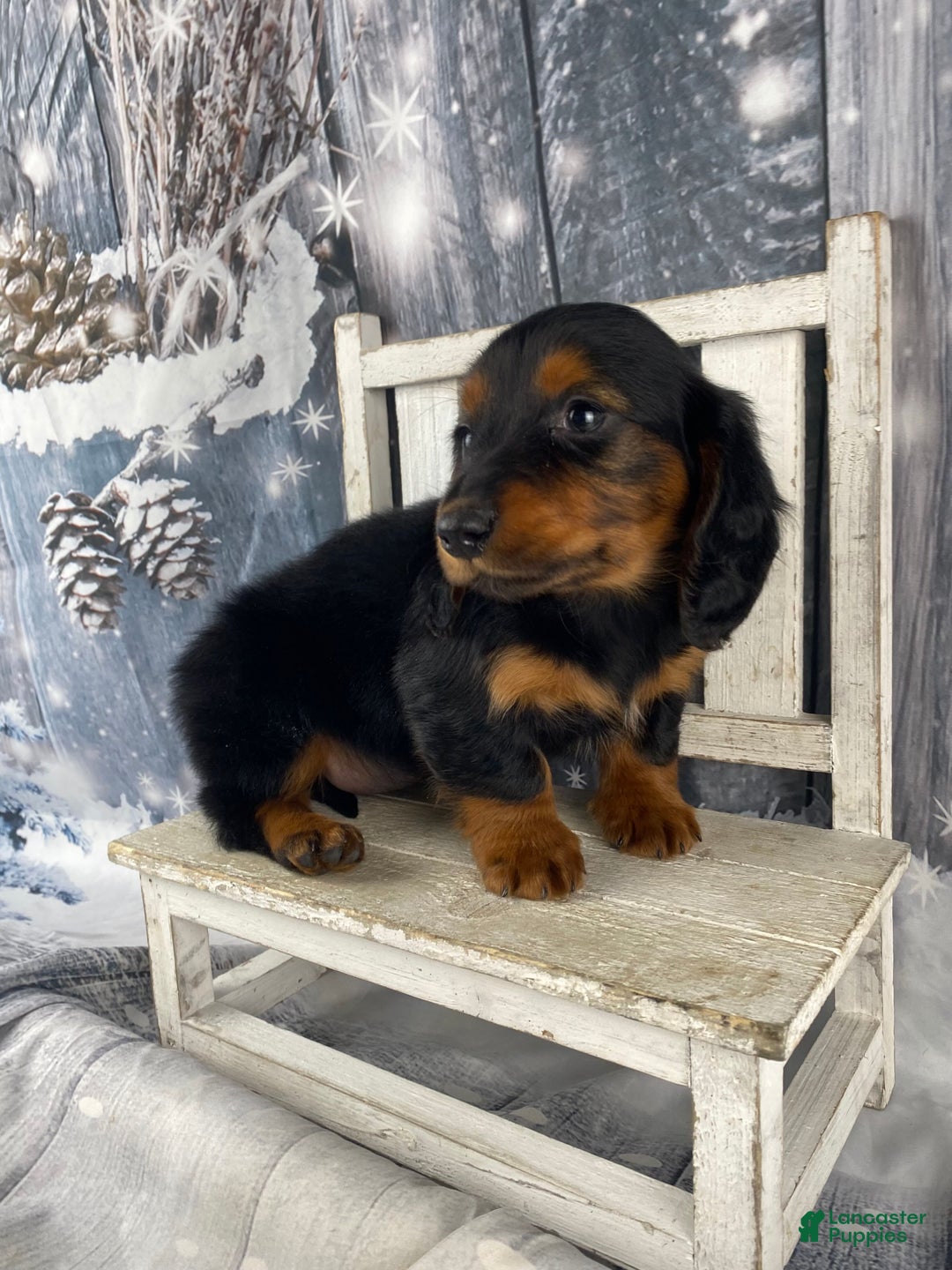 Miniature Dachshund dogs for sale: Tiffany - Ad 9