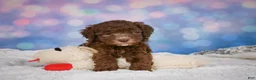 Mini Goldendoodle dogs for sale: Cliffy - Ad 11