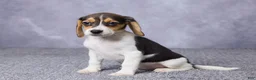 Beagle dogs for sale: Sandy - Ad 3