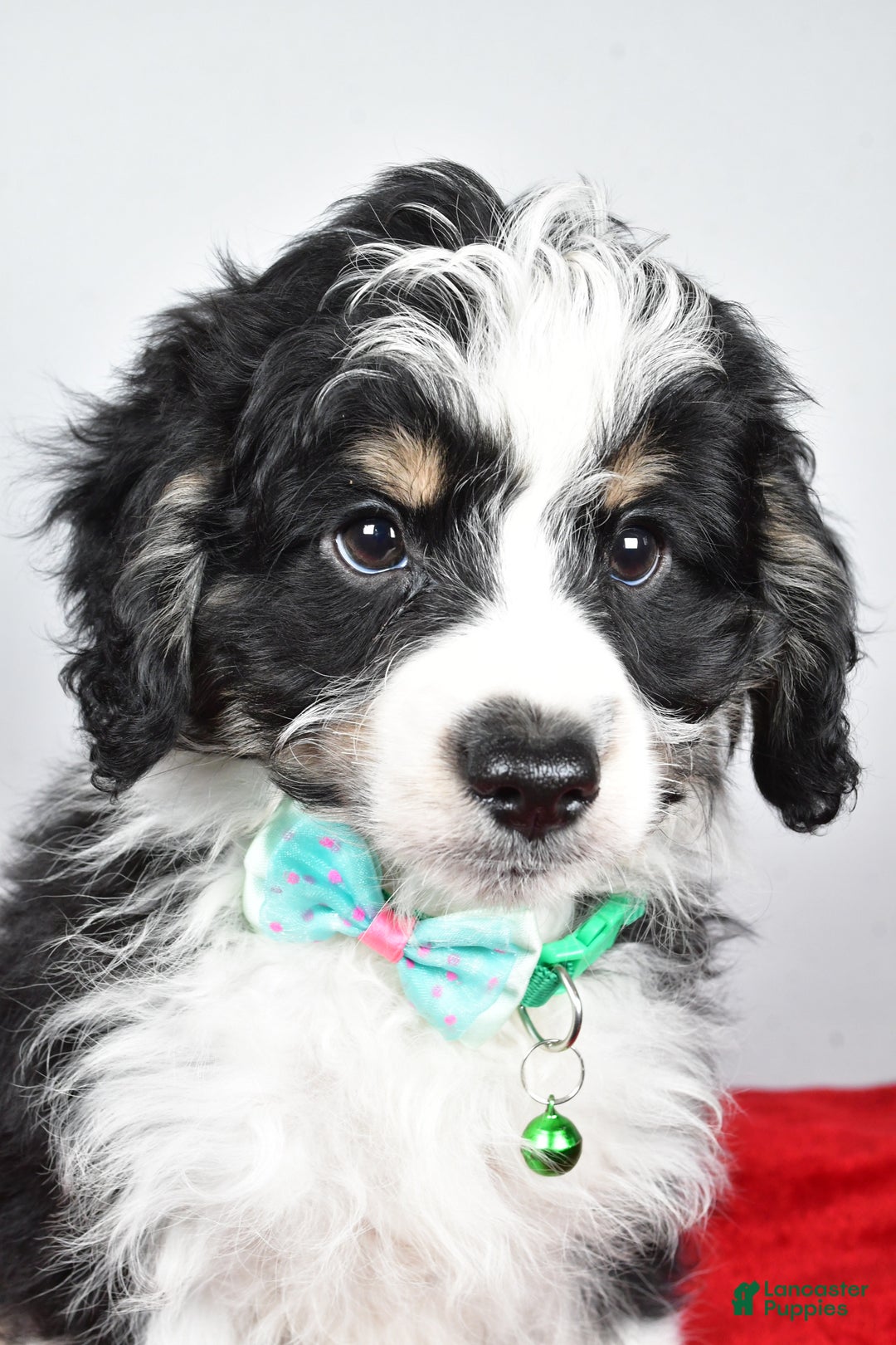 Mini Aussiedoodle dogs for sale: Lukas - Ad 6