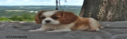 Cavalier King Charles Spaniel dogs for sale: Max - Ad 4