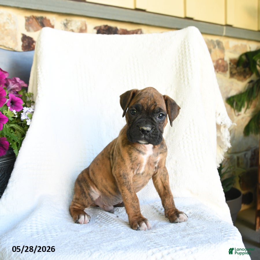 Boxer dogs Remmy - Ad 1