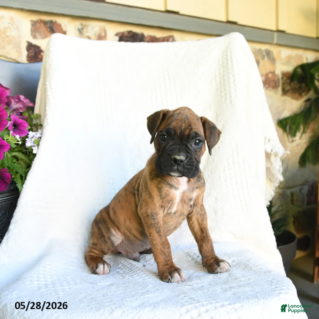 Boxer dogs for sale: Remmy - Ad 1
