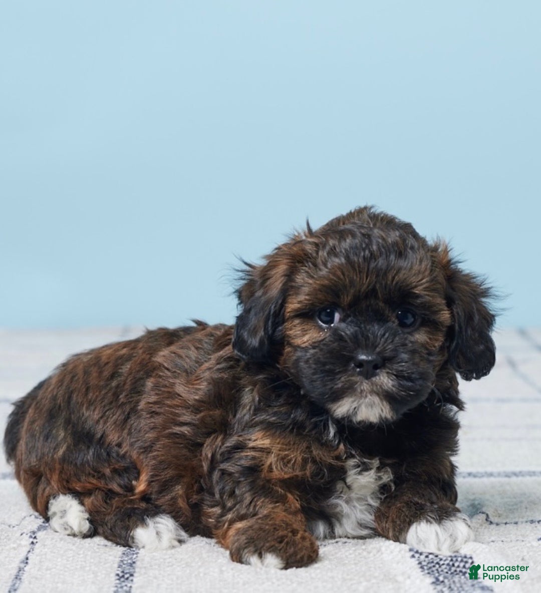 Shihpoo dogs for sale: Ace - Ad 2