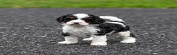 Cavapoo dogs for sale: Echo Cavapoo Puppy  - Ad 20