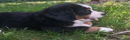 Bernese Mountain Dog dogs for sale: Sierra - female - Orange Collar - Ad 1