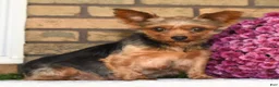 Yorkshire Terrier dogs for sale: Kimber - Ad 10