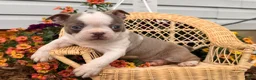 Boston Terrier dogs for sale: Lilac  - Ad 4