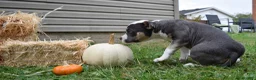 American Bully dogs for sale: American Bully 5 - Ad 9
