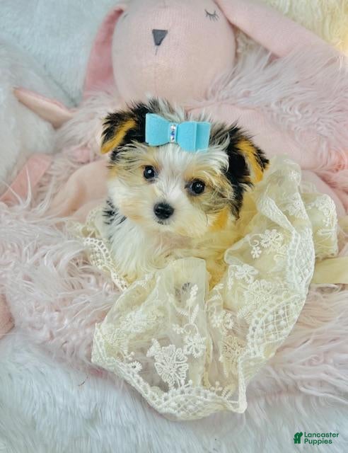 Yorkshire Terrier dogs Yorkshire Terrier Puppy 1 - Ad 33