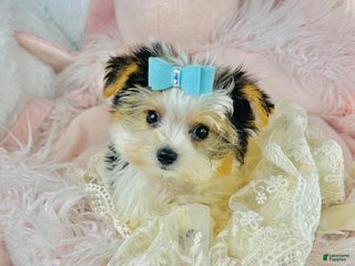 Yorkshire Terrier dogs Yorkshire Terrier Puppy 1 - Ad 16