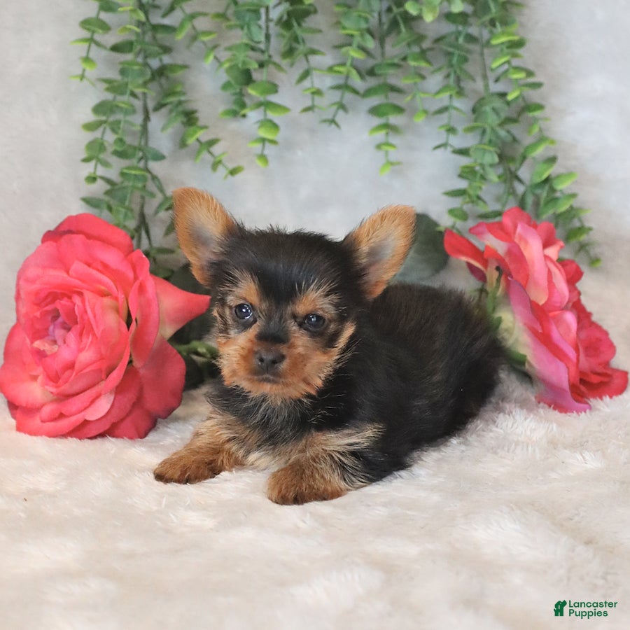 Yorkshire Terrier dogs Max - Ad 2