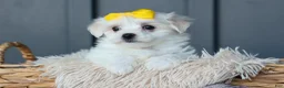 Maltese dogs for sale: PEBBLES - Ad 15