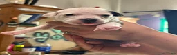 American Bully dogs for sale: American Bully Puppy 5 - Ad 2