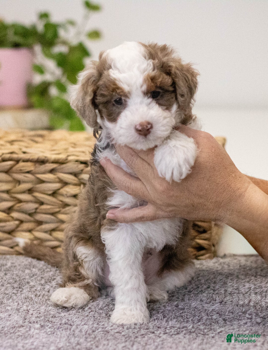 Mini Aussiedoodle dogs for sale: Brody-petite size - Ad 3