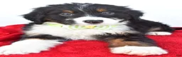 Mini Bernedoodle dogs for sale: Leo - Ad 9