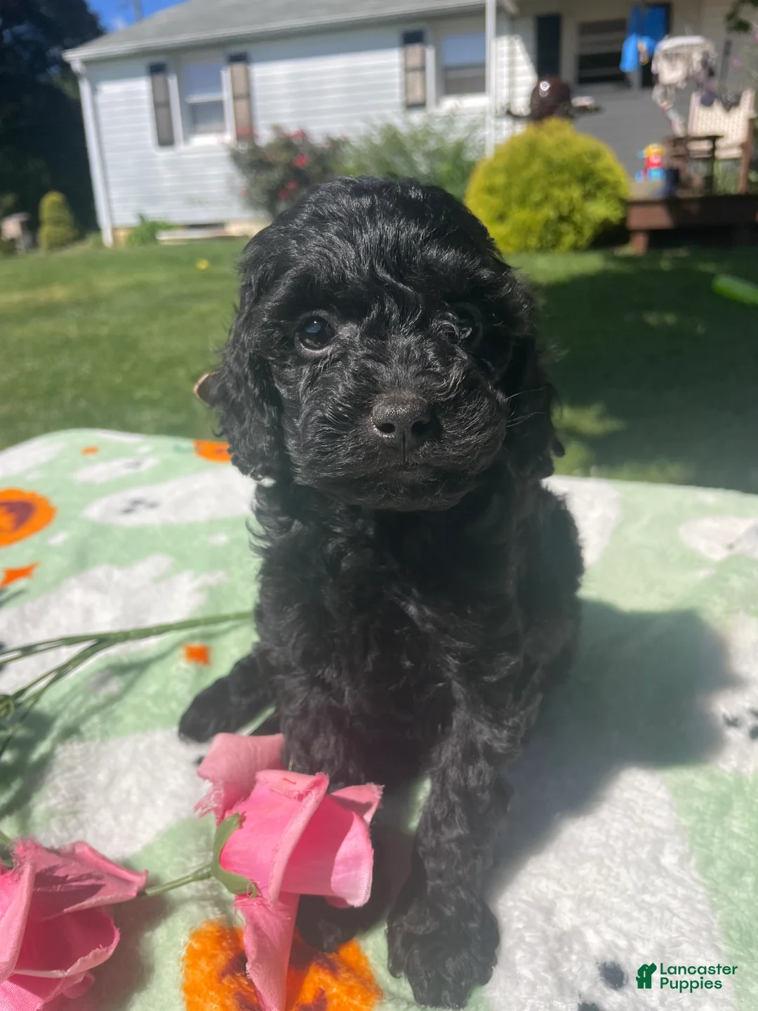 Cavapoo dogs for sale: Gemma - Ad 1