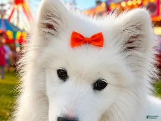 Samoyed dogs BABY Snow - Ad 14