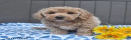 Bichpoo dogs for sale: Jazzy - Ad 2