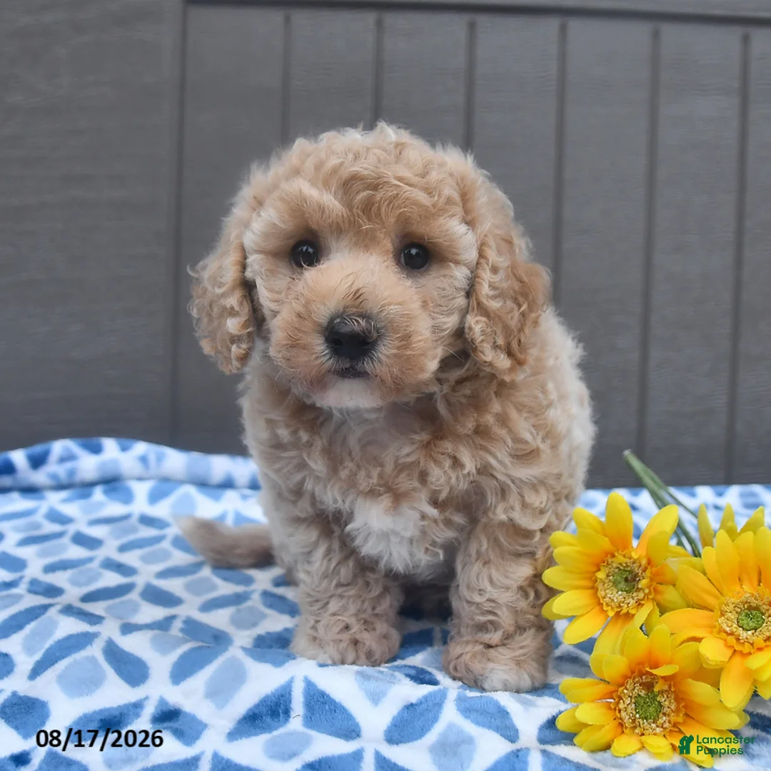 Bichpoo dogs for sale: Jazzy - Ad 2