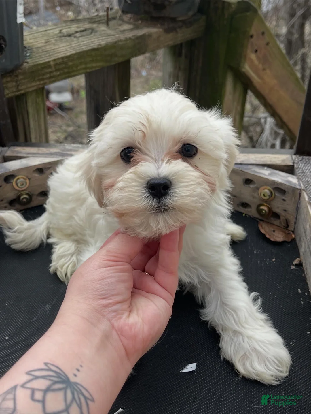 Maltipoo dogs for sale: Bailey - Ad 2