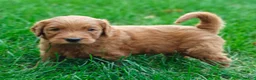 Goldendoodle dogs for sale: Rover - Ad 12