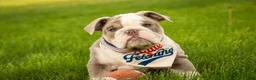English Bulldog dogs for sale: Nate English Bulldog Puppy  - Ad 10