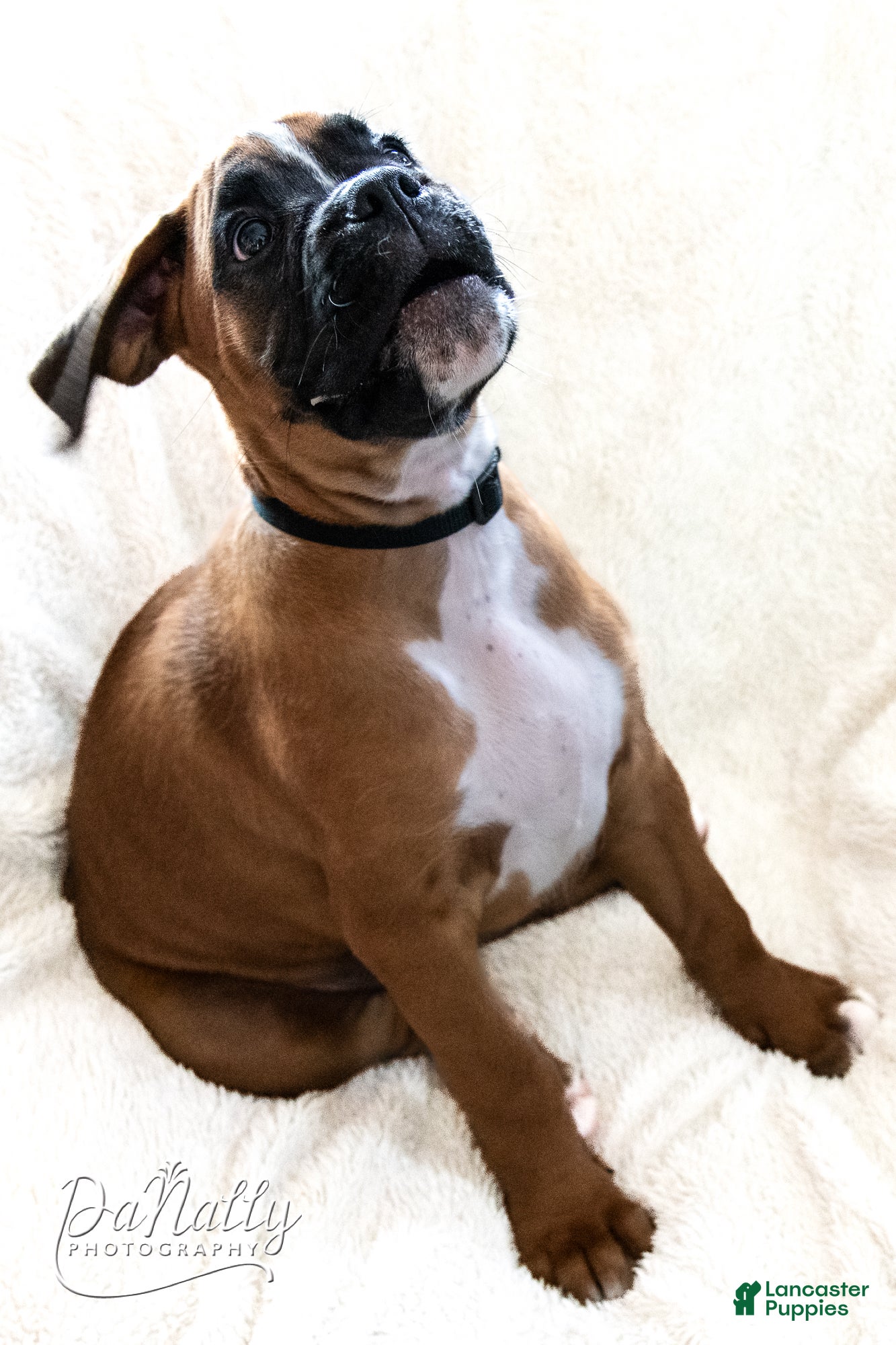 Boxer dogs Boxer Puppy 2 - Ad 2