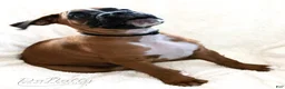 Boxer dogs for sale: Boxer Puppy 2 - Ad 2