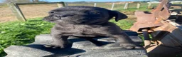 Cane Corso dogs for sale: Cooper - Ad 8